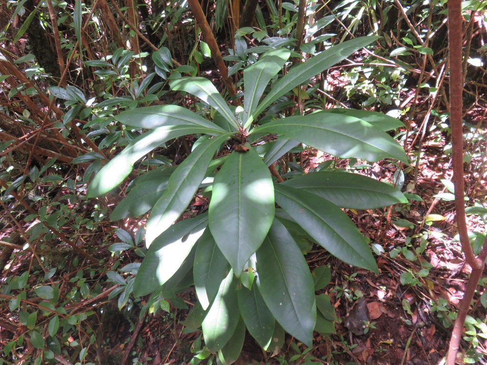 55 ??? Badula borbonica - Bois de savon - PRIMULACÉE  Myrsinacée