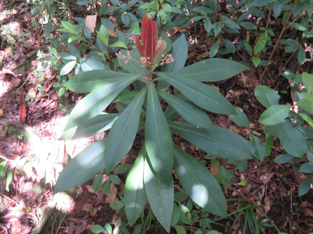 56 Badula borbonica - Bois de savon - PRIMULACÉE  Myrsinacée