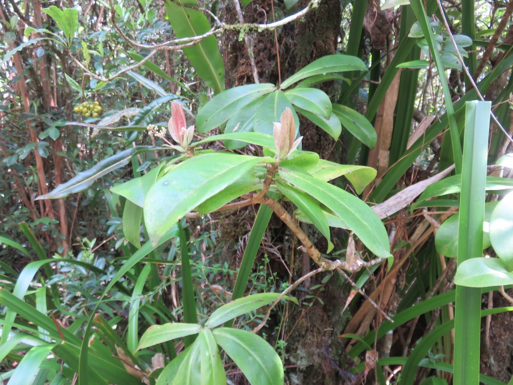 56f Badula grammisticta - Bois de savon -  B (en fleur)
