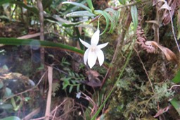 66 Orchid "What's in a name? That which we call a rose By any other name would smell as sweet."