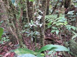71 Orchids "What's in a name? That which we call a rose By any other name would smell as sweet."