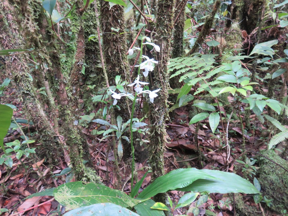 71 Orchids "What's in a name? That which we call a rose By any other name would smell as sweet."