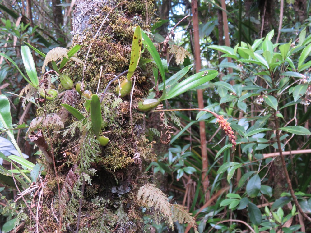 75 ??? Bulbophyllum pendulum -
