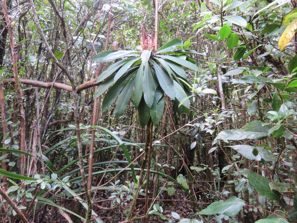 77 Badula borbonica - Bois de savon - PRIMULACÉE  Myrsinacée