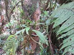 78 ??? Orchid