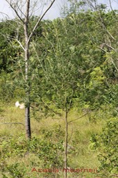 Acacia mearnsii