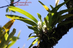 Angraecum striatum-2