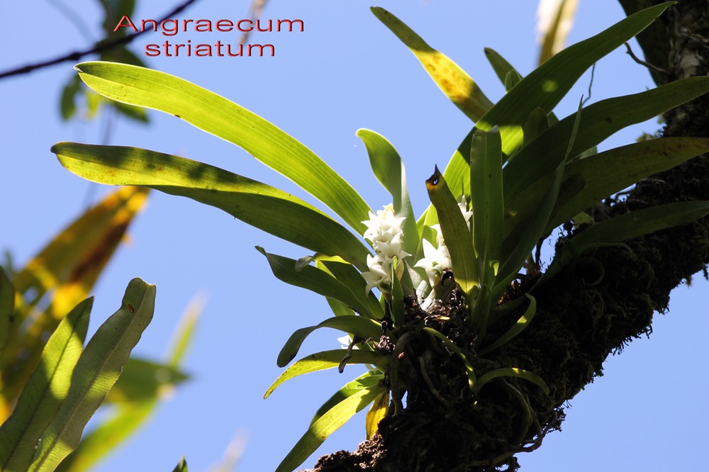 Angraecum striatum-2