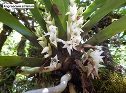 Angraecum striatum