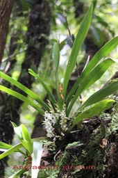 Angraecum striatum
