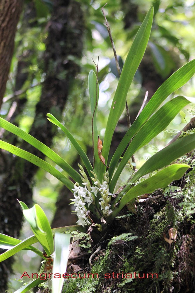 Angraecum striatum