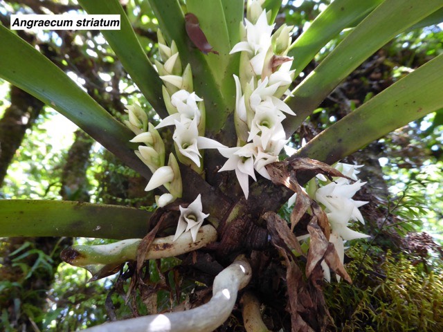 Angraecum striatum