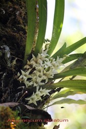 Angraecum