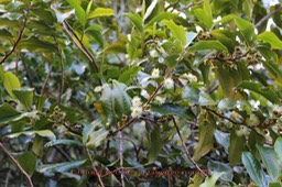 Aphloia theiformis