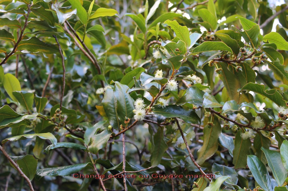 Aphloia theiformis