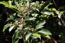 Ardisia crenata - Primulacée - exo