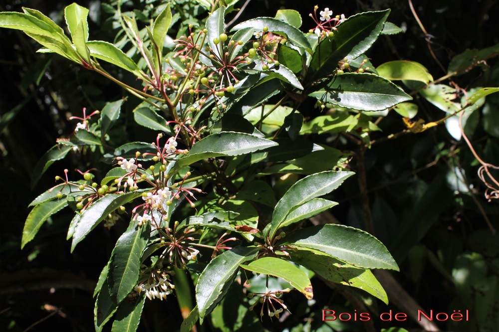 Ardisia crenata - Primulacée - exo