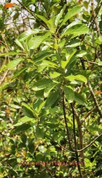 Avocat marron - Litsea glutinosa- Lauracée - exo