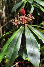 Badula barthesia