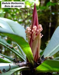 Badula Borbonica, Bois de savon