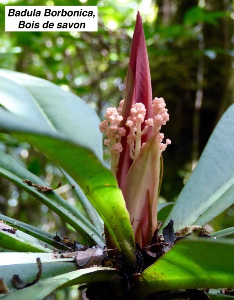 Badula Borbonica, Bois de savon