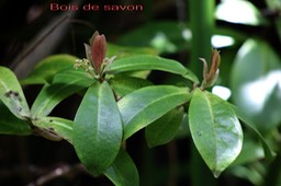 Badula grammisticta - Primulacée - B