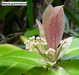 Badula grammisticta