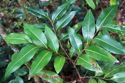 Bois de banane- Xylopia richardii- Annonacée - BM
