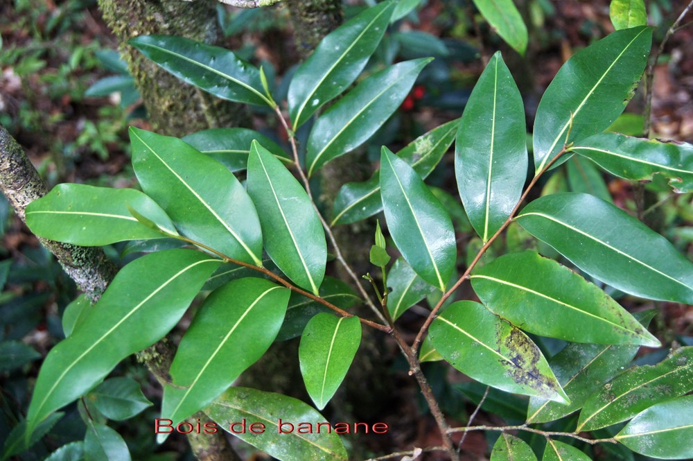Bois de banane- Xylopia richardii- Annonacée - BM