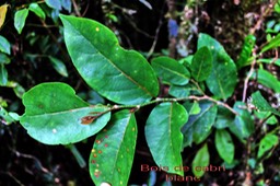 Bois de cabri blanc-