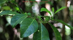Bois de cabri rouge- Casearia coriacea