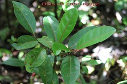 Bois de cabri rouge- Casearia coriacea- Salicacée- B