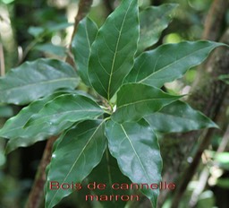 Bois de cannelle marron- Ocotea obtusata- Lauracée - I