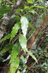 Bois de cannelle