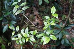 Bois de cerise marron- Memecylon confusum- Mémécylacée - B