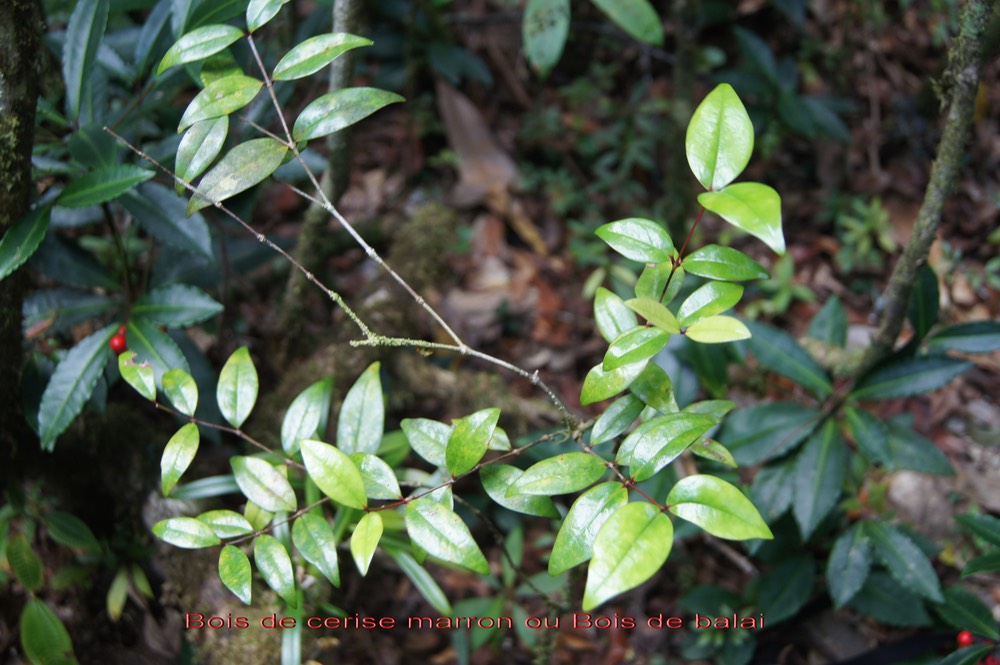 Bois de cerise marron- Memecylon confusum- Mémécylacée - B
