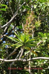 Bois de chandelle- Dracaena reflexa-Asparagacée- I