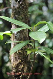 Bois de coeur bleu- Chionanthus broomeana- Oléacée- BM