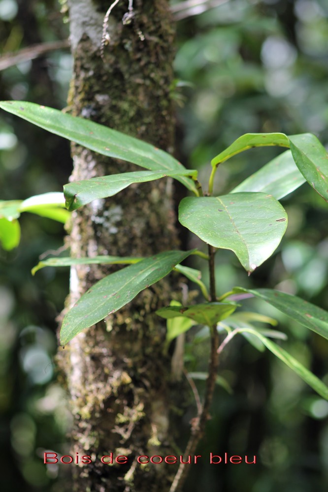 Bois de coeur bleu- Chionanthus broomeana- Oléacée- BM