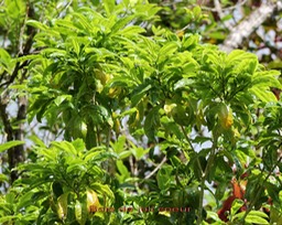 Bois de joli coeur- Pittosporum senacia- Pittosporacée - Masc