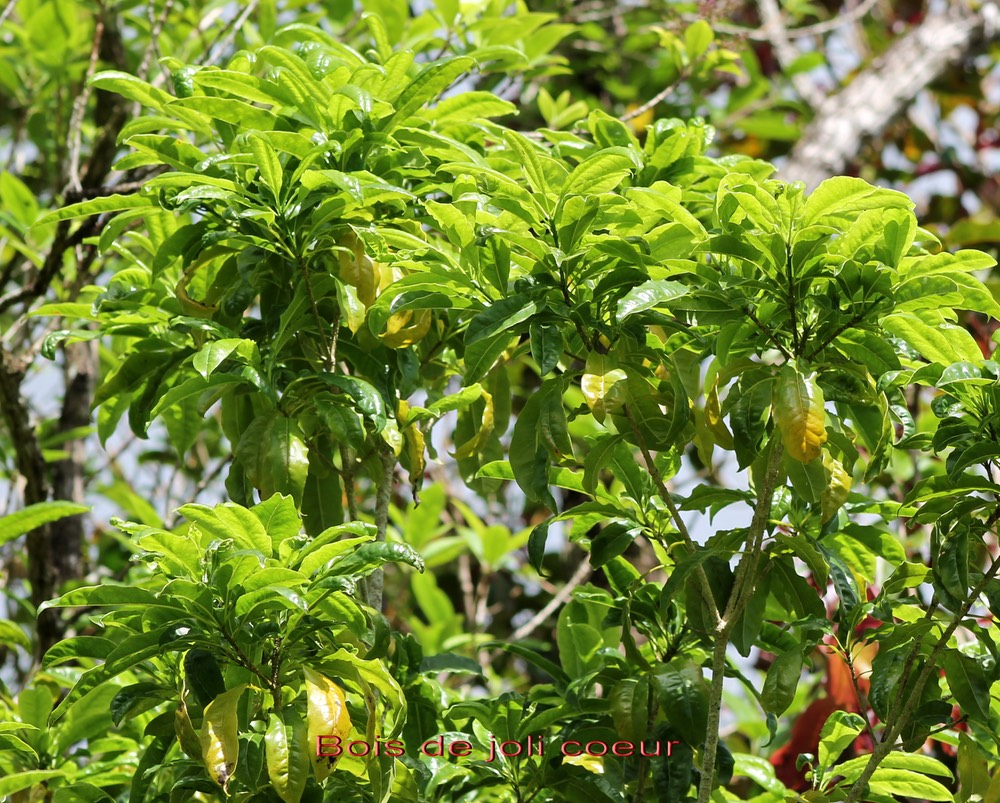 Bois de joli coeur- Pittosporum senacia- Pittosporacée - Masc