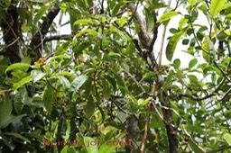 Bois de joli coeur