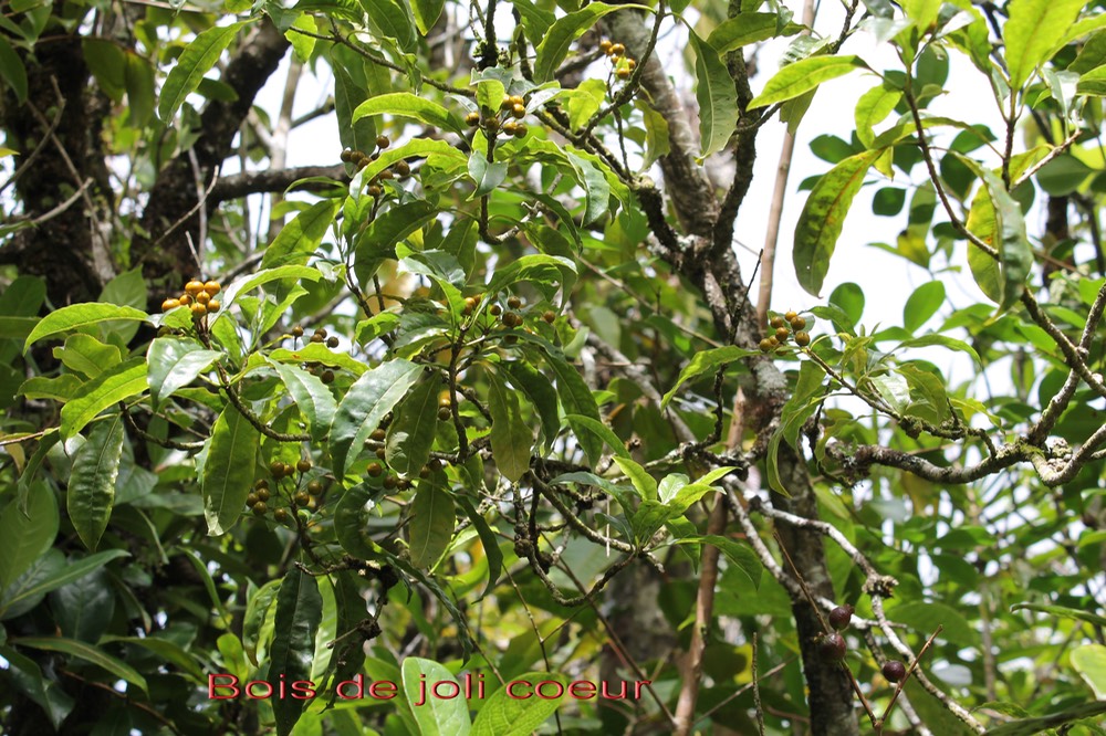 Bois de joli coeur