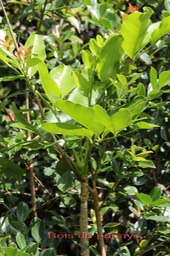 Bois de papaye- Polyscias repanda- Araliacée - B