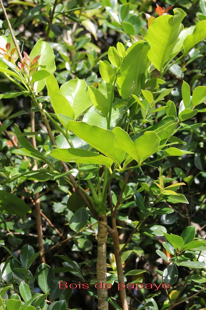 Bois de papaye- Polyscias repanda- Araliacée - B