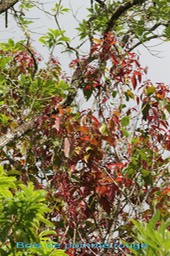 Bois de pomme rouge- Syzygium cymosum - Myrtacée - BM