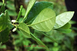 Bois de quivi - Turraea cadetii