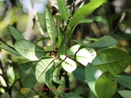 Bois de quivi - Turraea cadetii - Méliacée - B