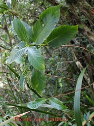 Bois de raisin - Bertiera borbonica- Rubiacée - B