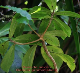 Bois de savon- Badula grammisticta